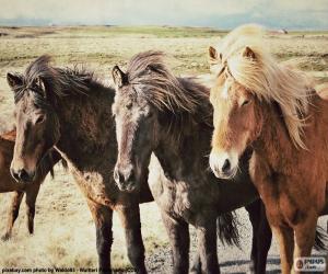 Puzzle Τρία ισλανδικά άλογα